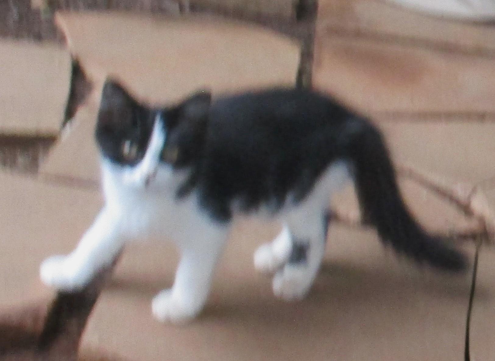 Enlarge ELLIE, a Adoptable Domestic Long Hair in Troutman, NC image 4/6