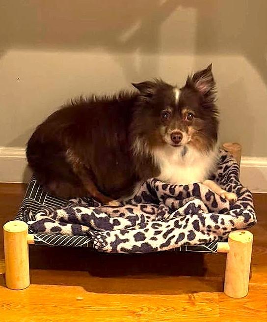 Lorenzo aka Enzo, Adoptable, Senior Male Australian Shepherd.