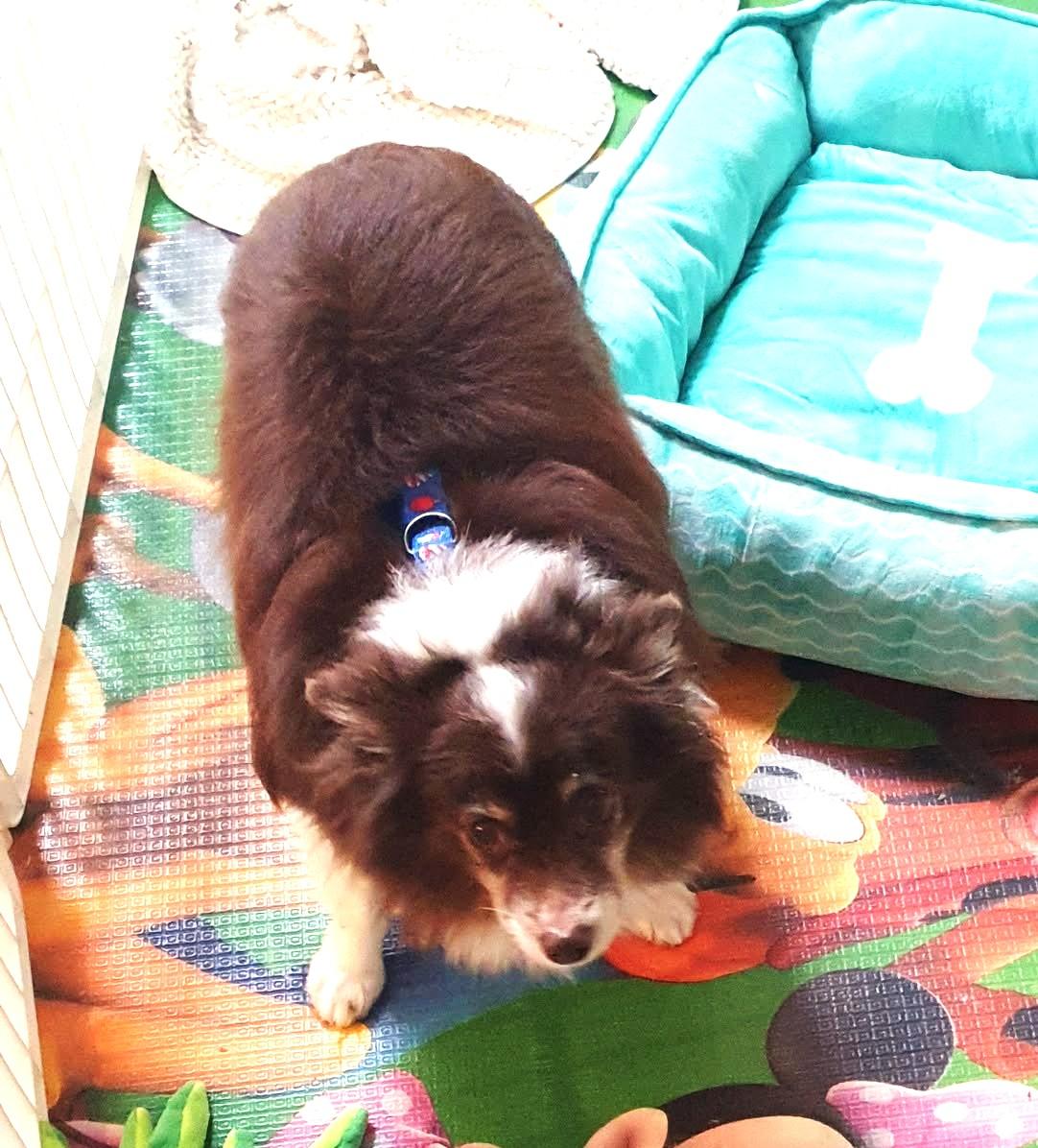 Enlarge Lorenzo aka Enzo, a Adoptable mixed breed in Rockville, MD image 4/5