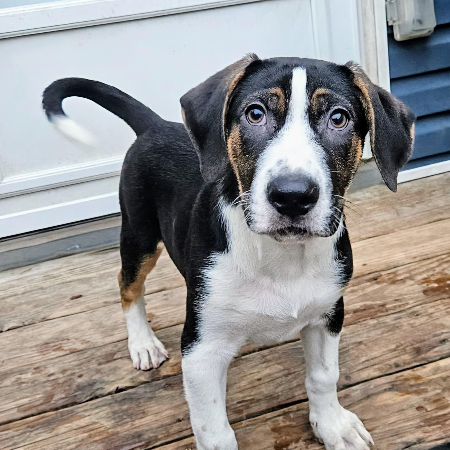 Shiloh