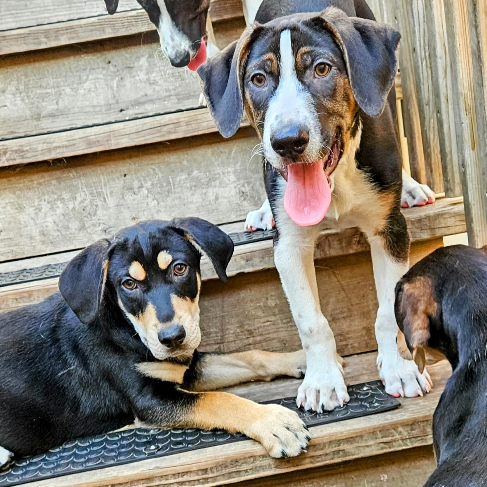 Shiloh