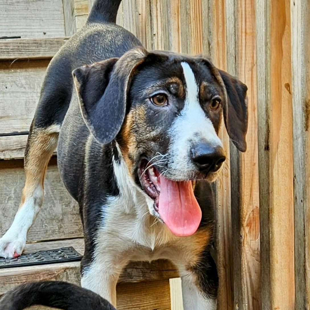 Shiloh