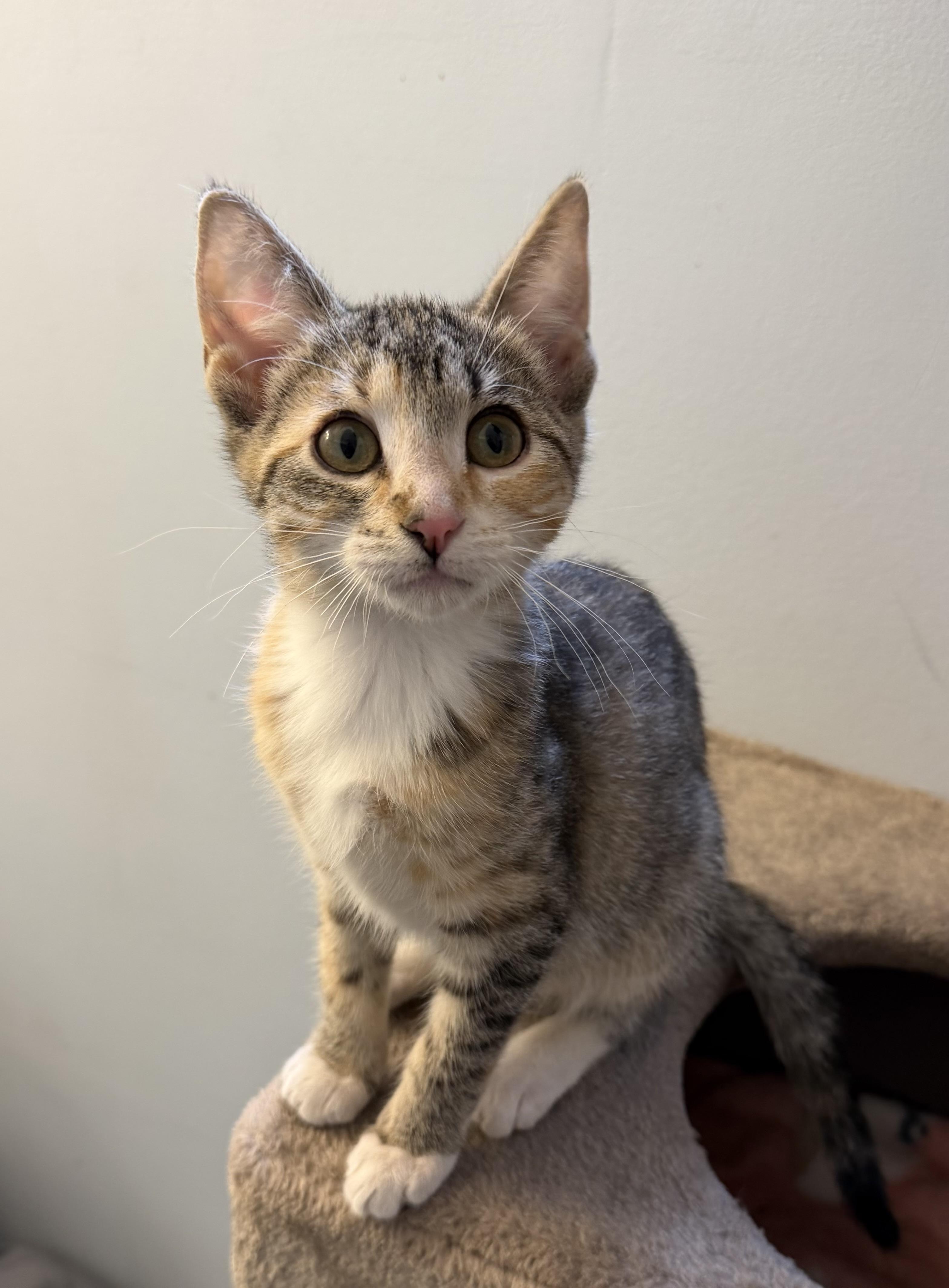 Enlarge Ivy, a Adoptable mixed breed in Kamloops, BC image 1/6
