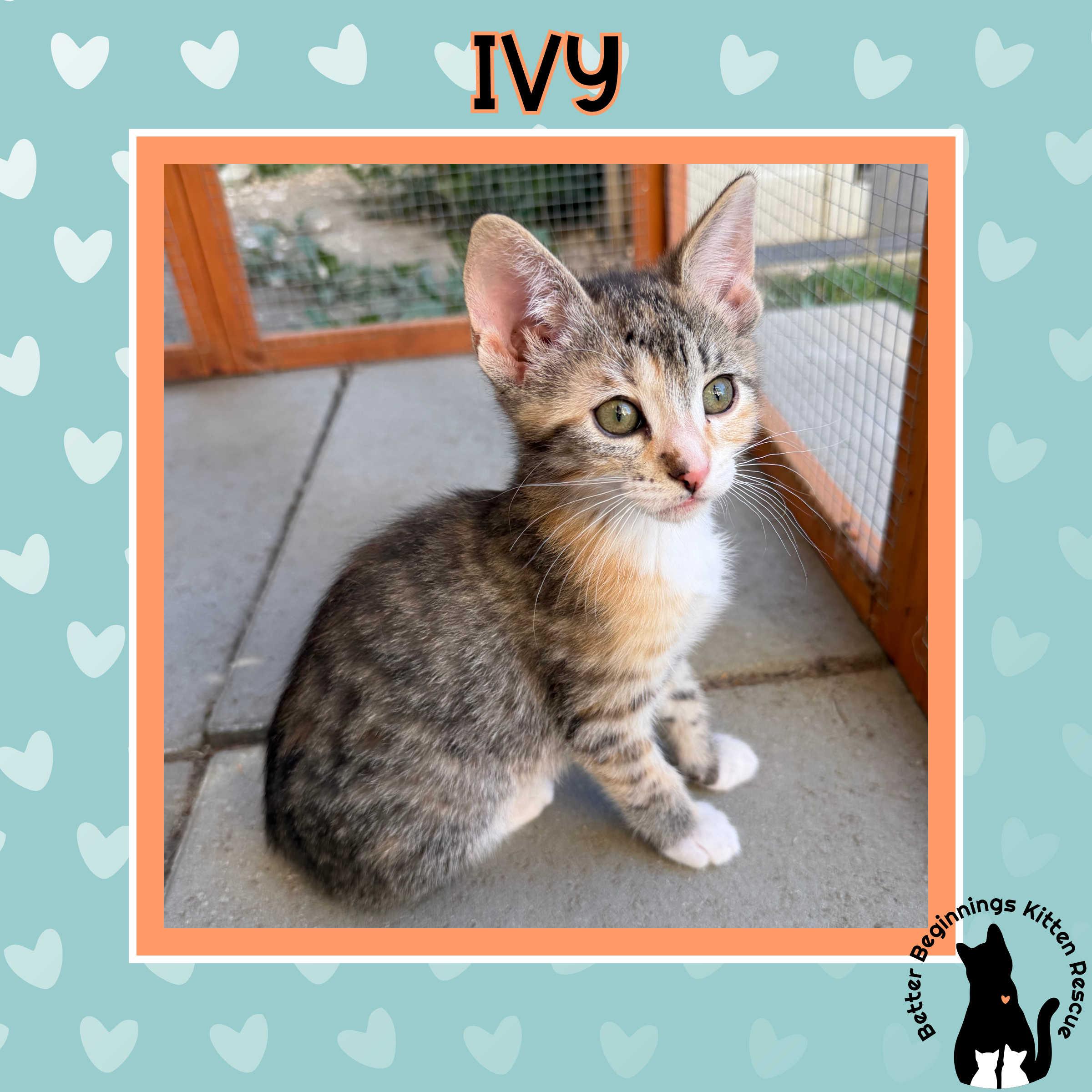 Enlarge Ivy, a Adoptable mixed breed in Kamloops, BC image 2/6