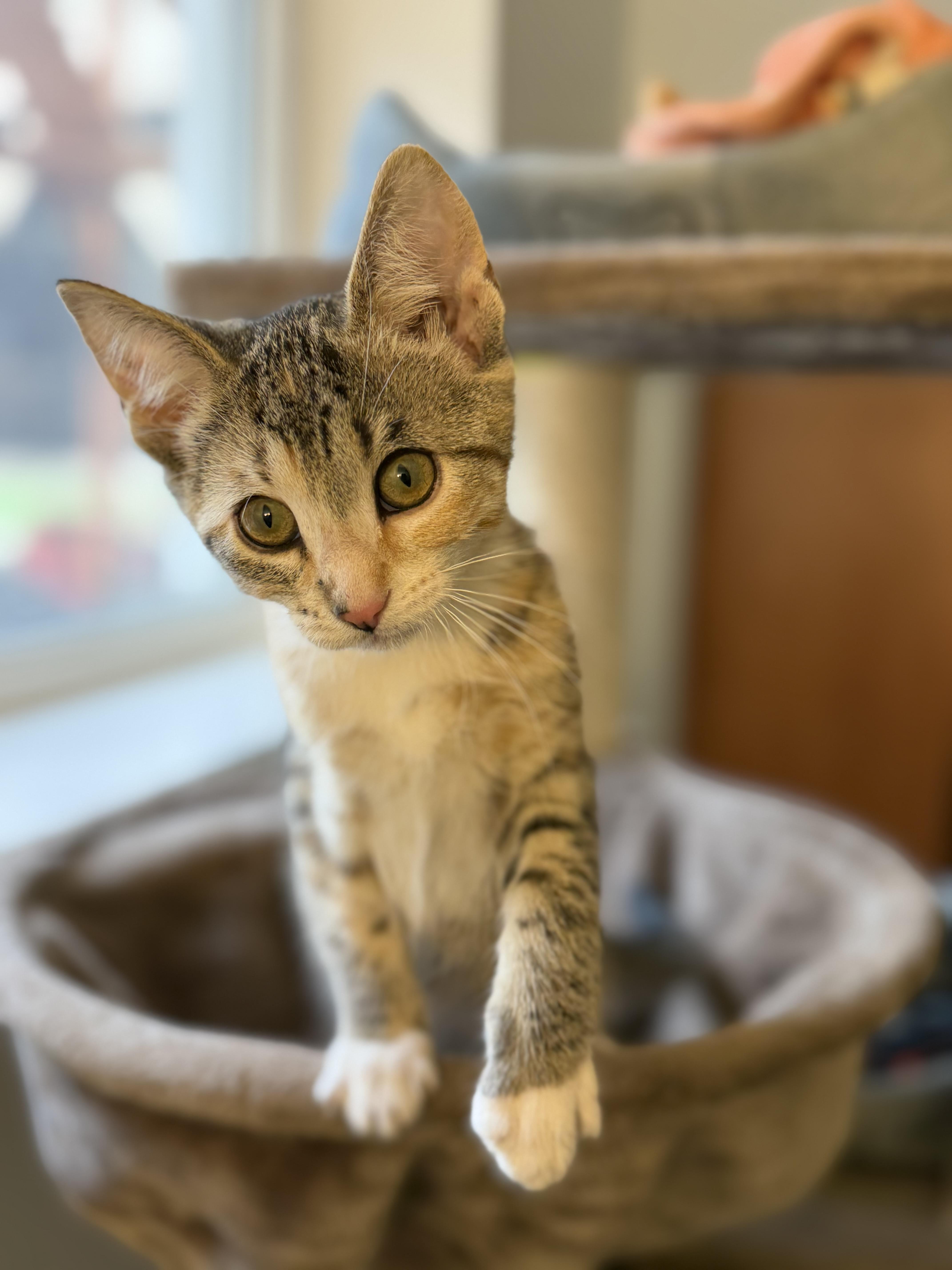 Enlarge Ivy, a Adoptable mixed breed in Kamloops, BC image 3/6
