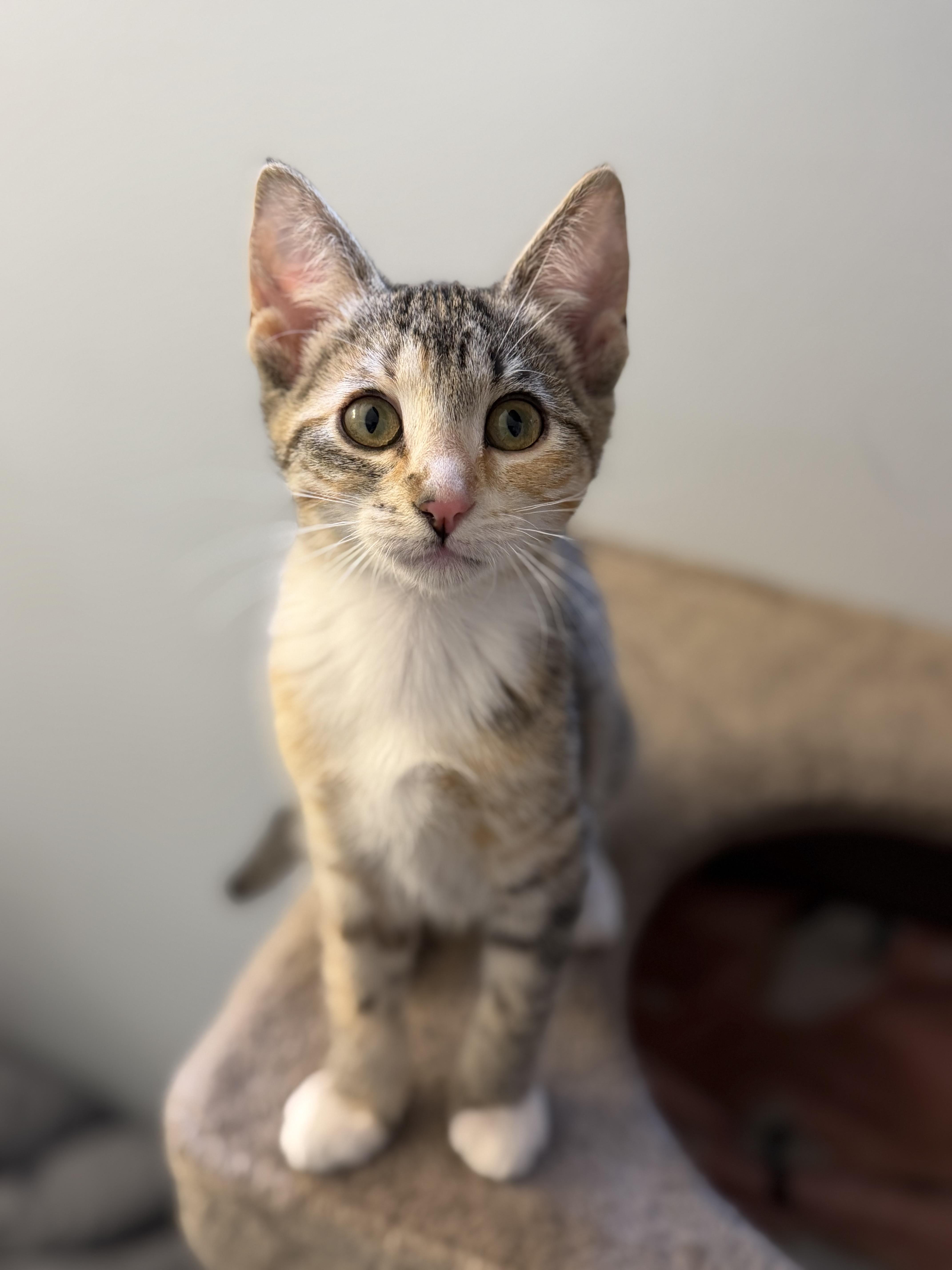 Enlarge Ivy, a Adoptable mixed breed in Kamloops, BC image 4/6