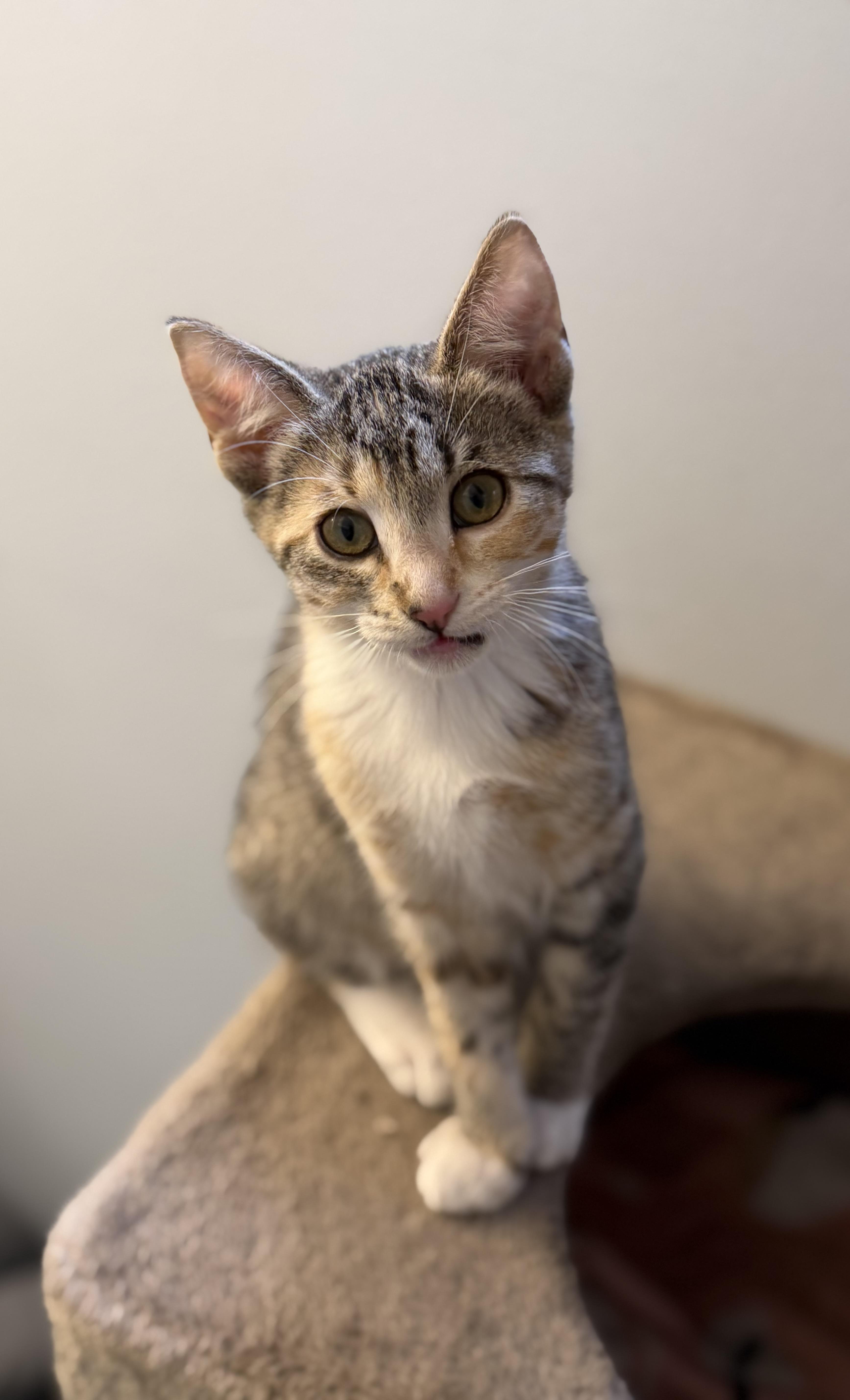 Enlarge Ivy, a Adoptable mixed breed in Kamloops, BC image 6/6