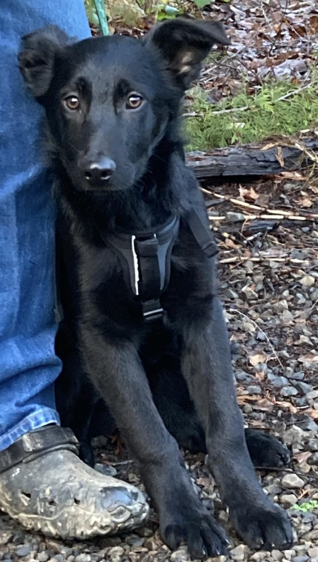 Saturn, Adoptable, Puppy Male Black Labrador Retriever & German Shepherd Dog.