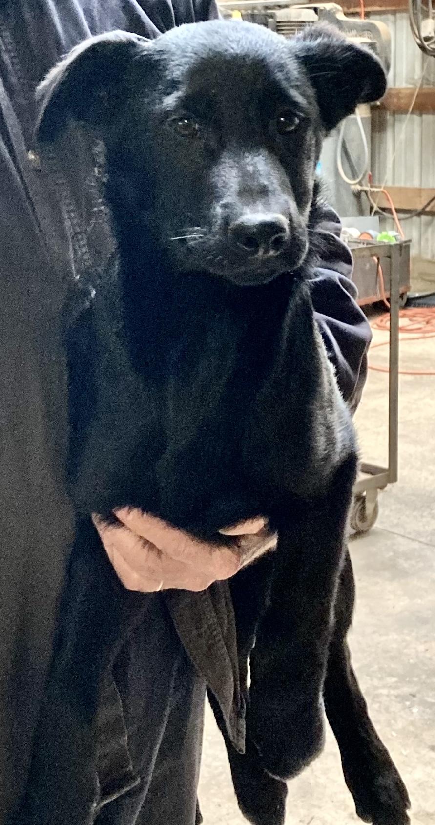 Saturn, Adoptable, Puppy Male Black Labrador Retriever & German Shepherd Dog.