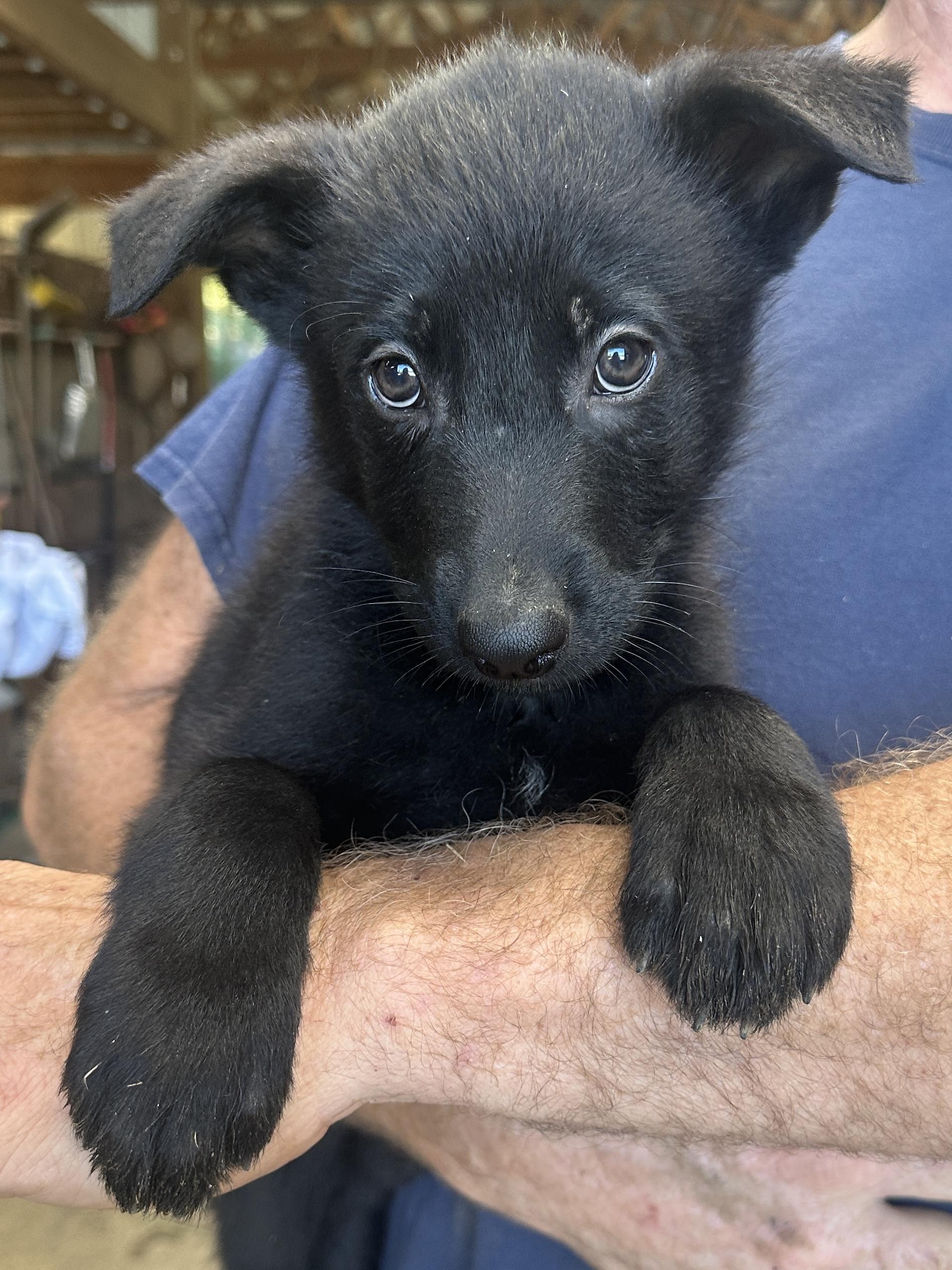 Enlarge Saturn, a Adoptable mixed breed in Beaverton, OR image 1/1