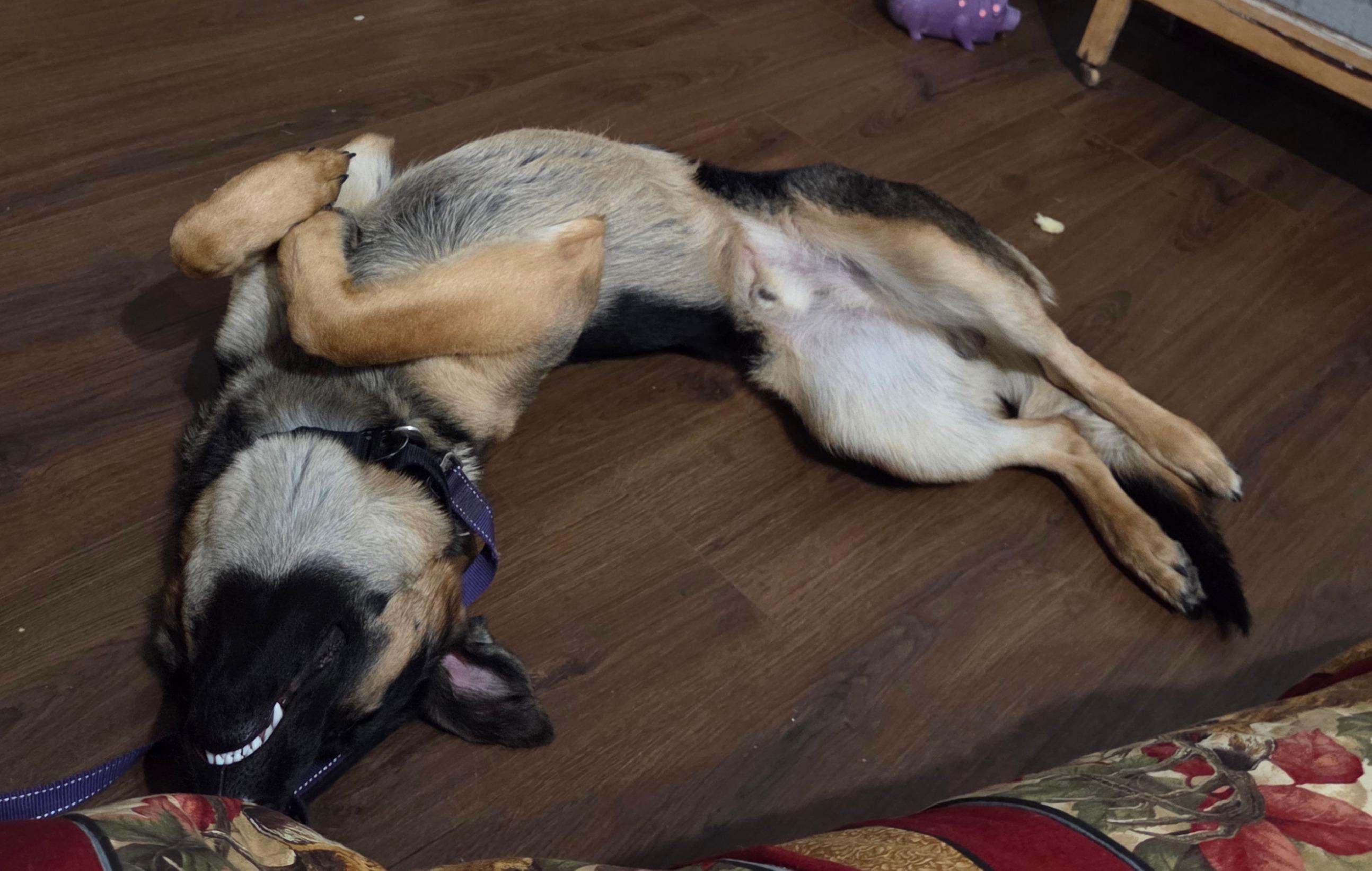 Enlarge Blue, an adoptable German Shepherd Dog in River Falls, WI image 4/5