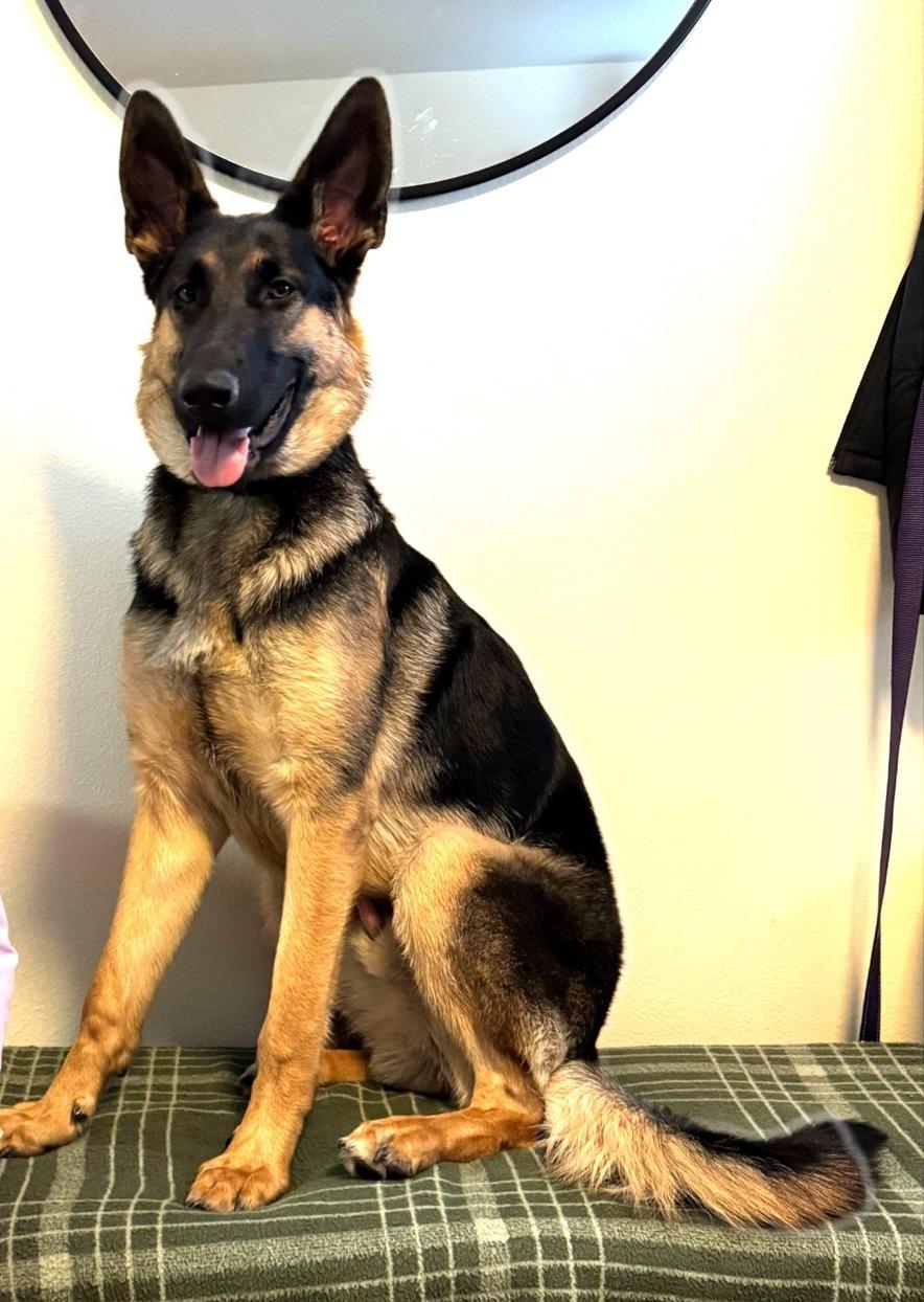 Blue, Adoptable, Young Male German Shepherd Dog.