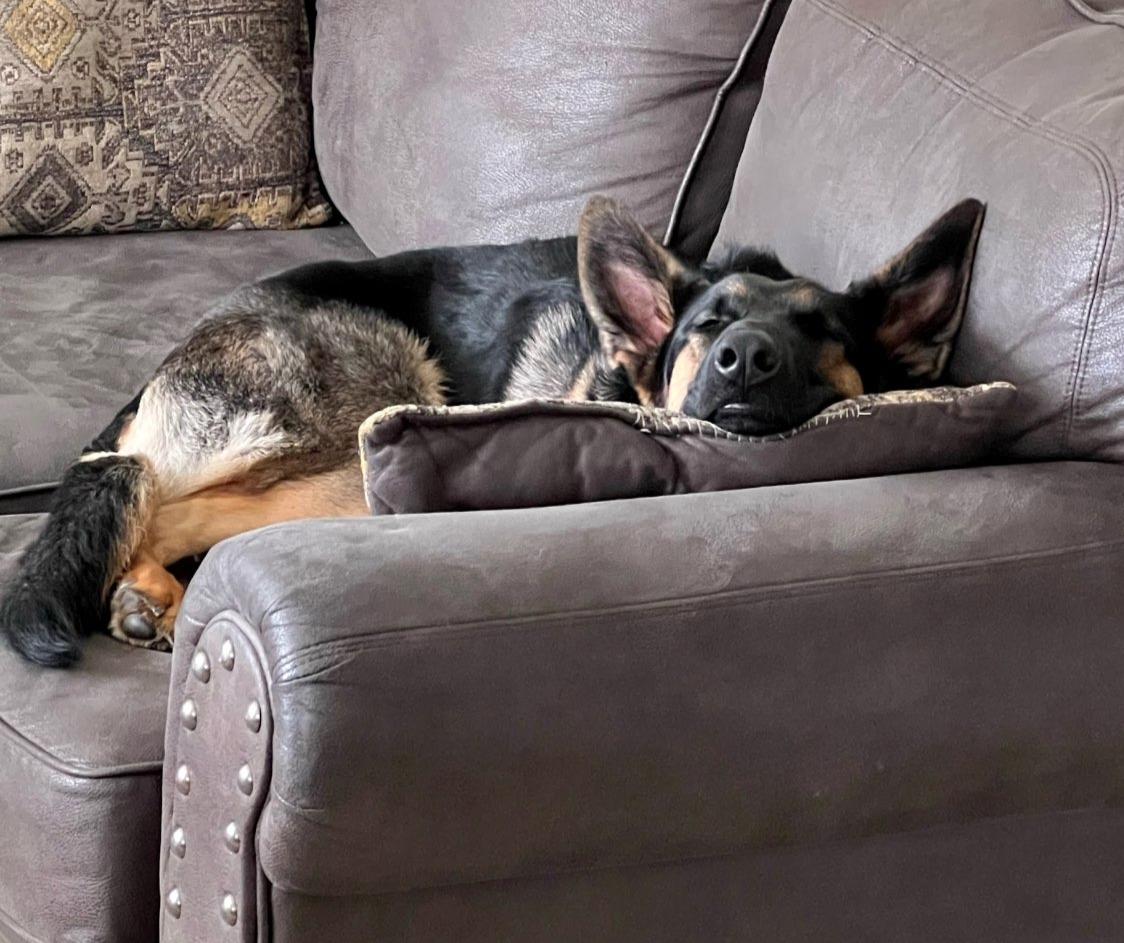 Enlarge Blue, an adoptable German Shepherd Dog in River Falls, WI image 2/5