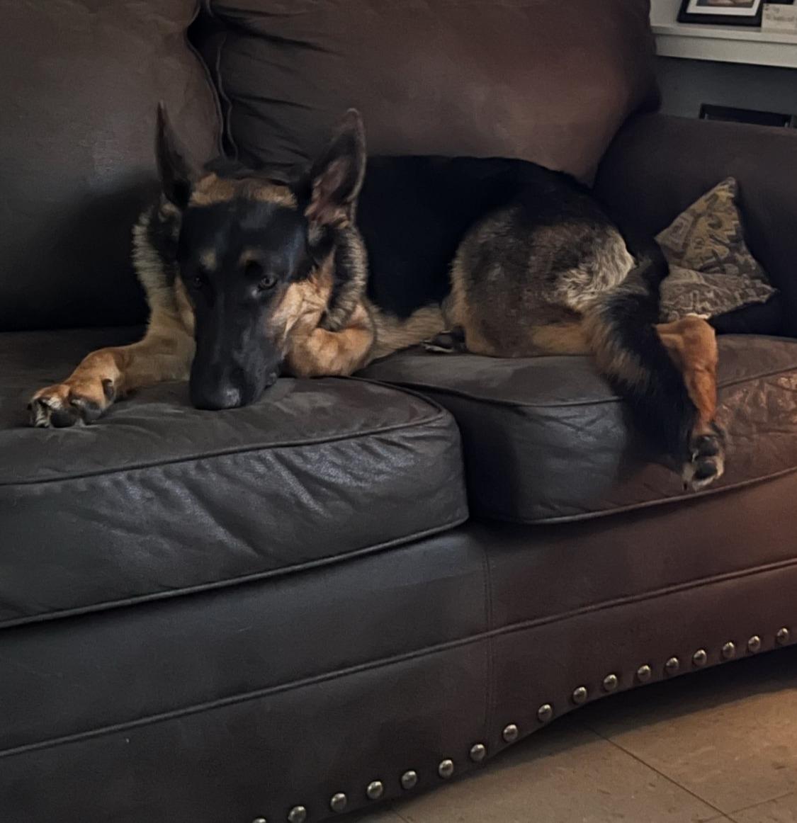 Enlarge Blue, an adoptable German Shepherd Dog in River Falls, WI image 3/5