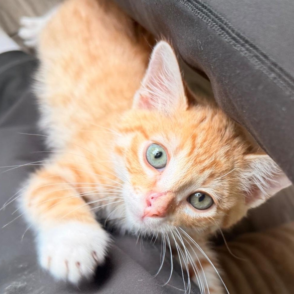 Enlarge O'Malley, a ADOPTABLE Domestic Short Hair in Hutto, TX image 1/1