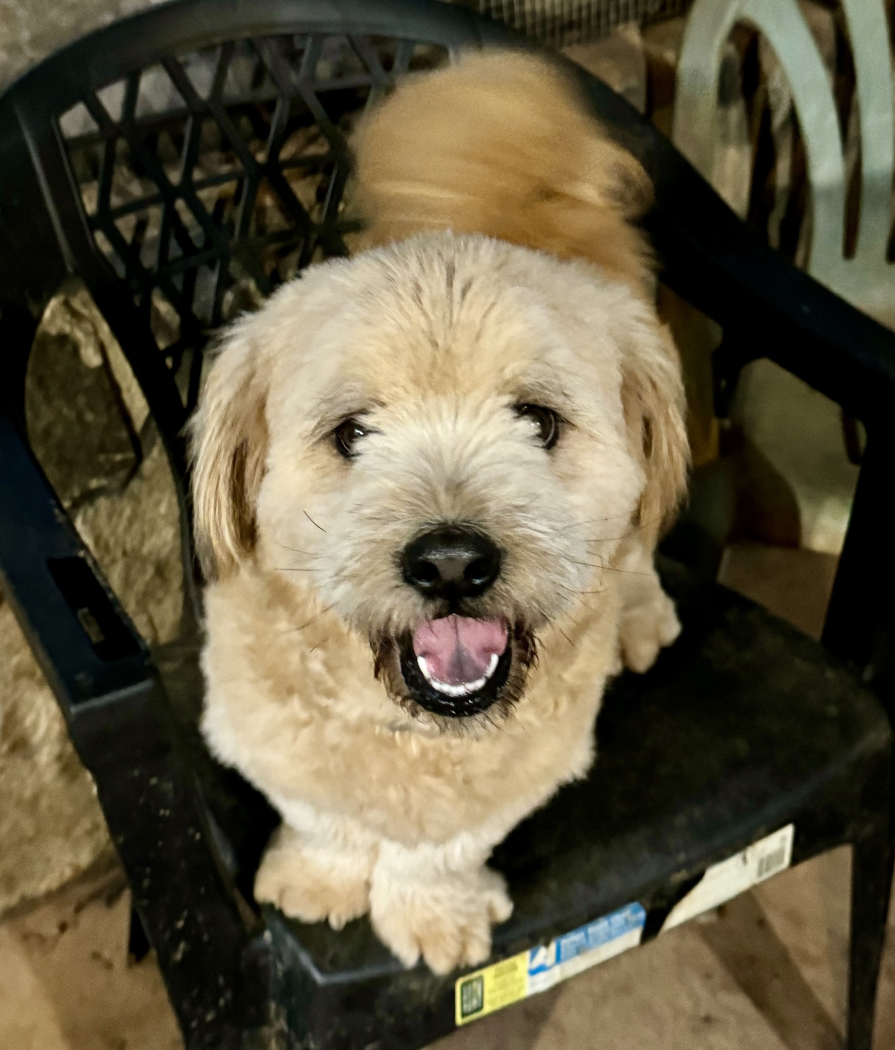 Dog for adoption Teddy, a Mixed Breed in Blue Ridge, GA Petfinder