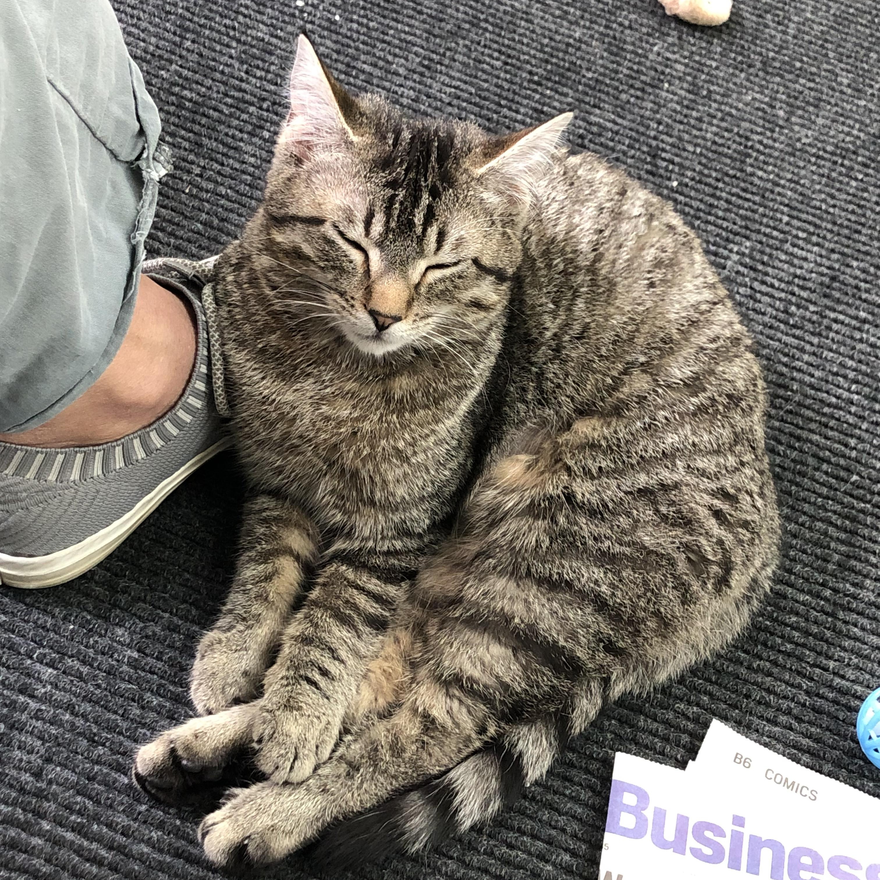 Enlarge Mia & Martha , a ADOPTABLE Domestic Short Hair in Frederick, MD image 2/6