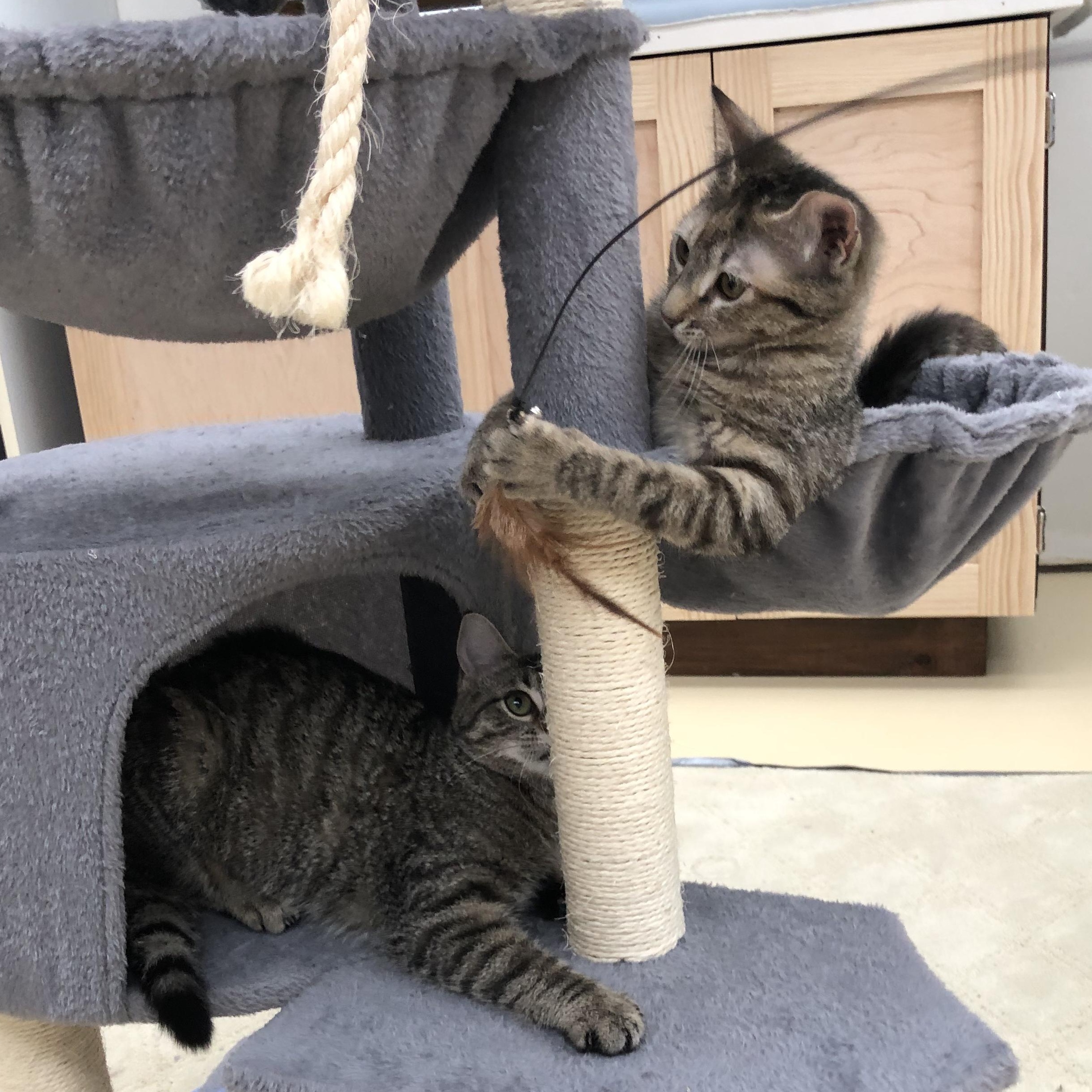 Enlarge Mia & Martha , a ADOPTABLE Domestic Short Hair in Frederick, MD image 3/6