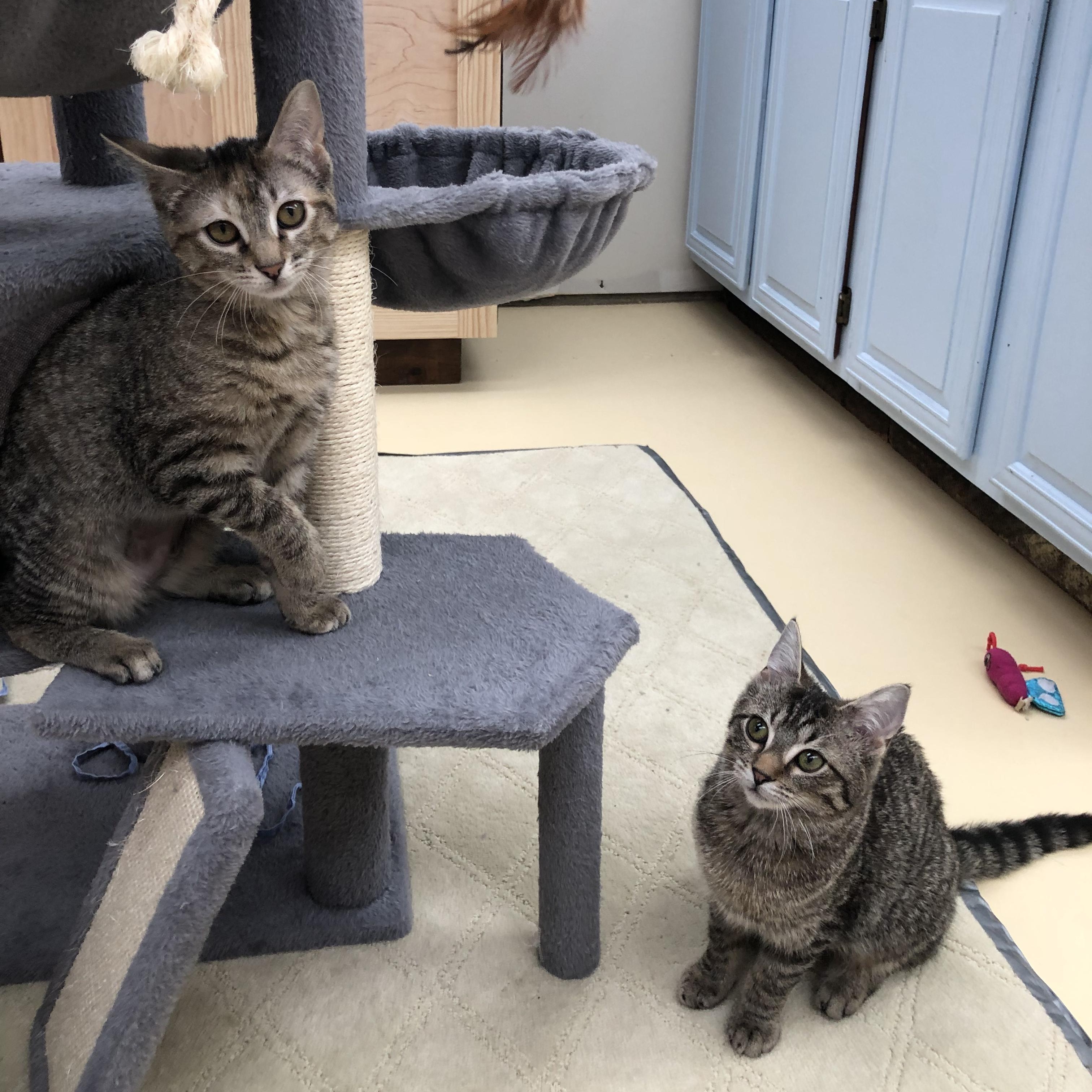 Enlarge Mia & Martha , a ADOPTABLE Domestic Short Hair in Frederick, MD image 1/6