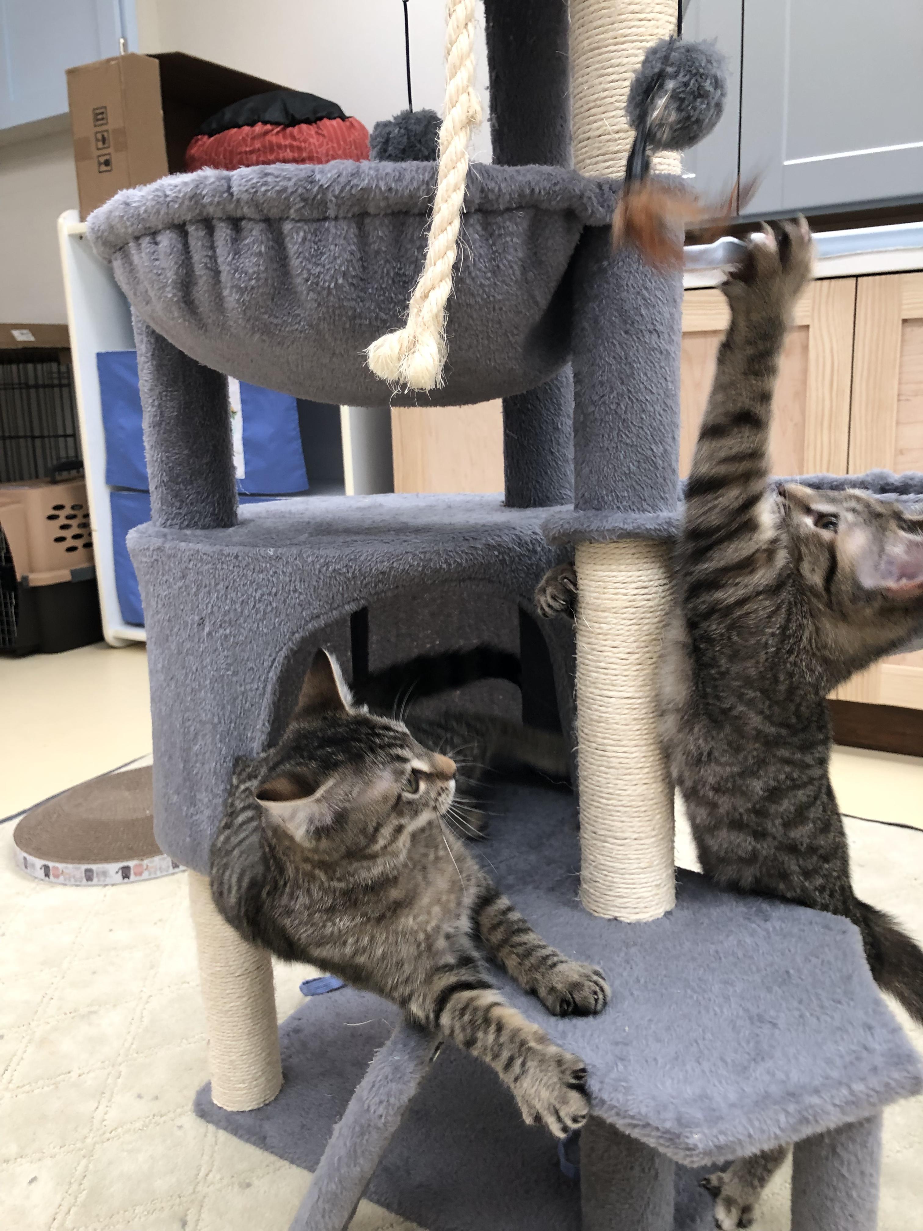 Enlarge Mia & Martha , a ADOPTABLE Domestic Short Hair in Frederick, MD image 4/6