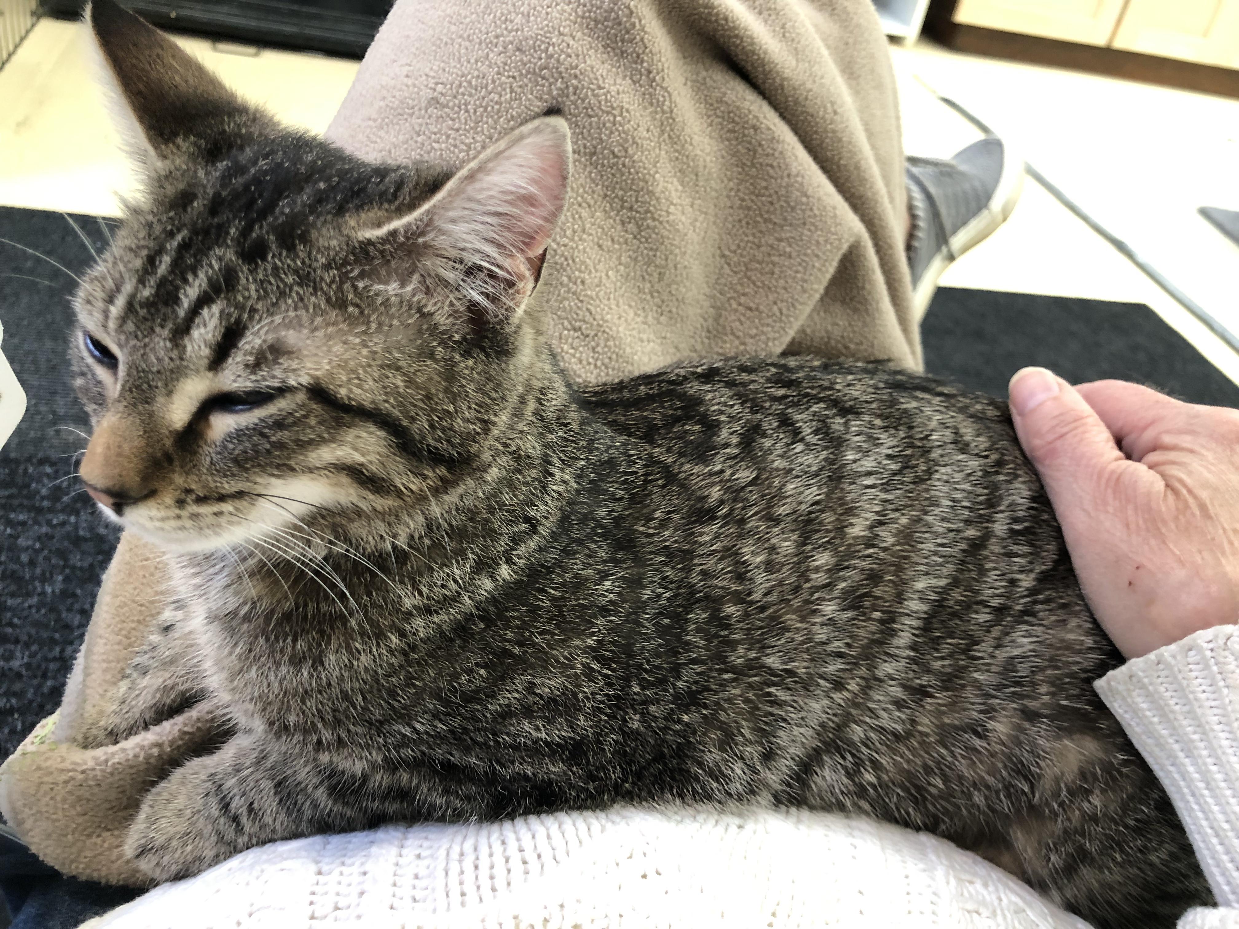 Enlarge Mia & Martha , a ADOPTABLE Domestic Short Hair in Frederick, MD image 5/6