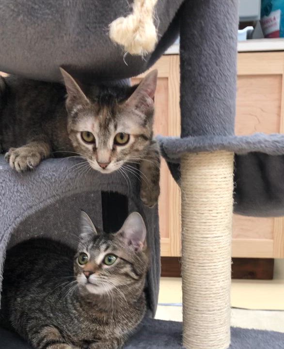 Enlarge Mia & Martha , a ADOPTABLE Domestic Short Hair in Frederick, MD video 6/6