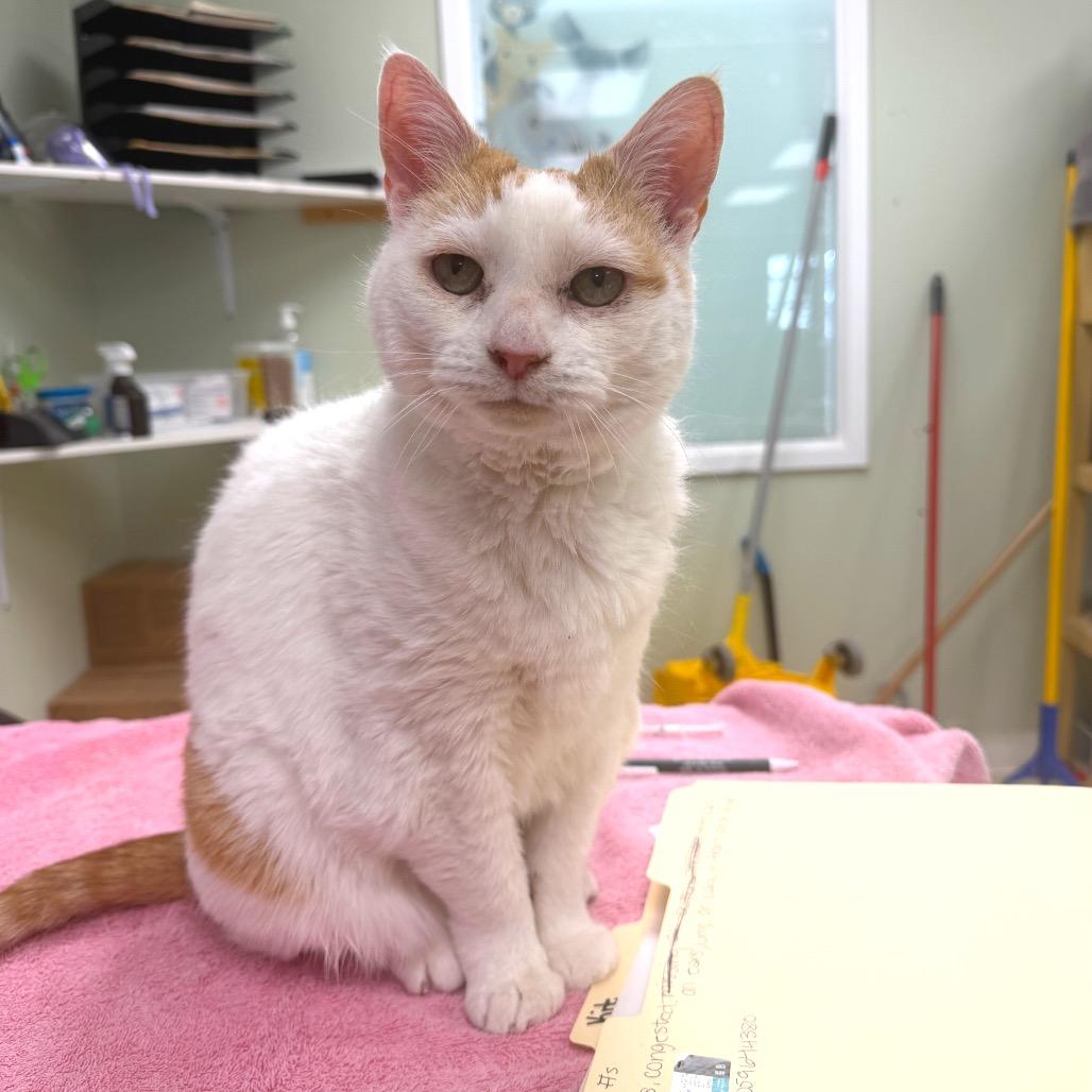 Kit, Adoptable, Senior Female Domestic Short Hair.