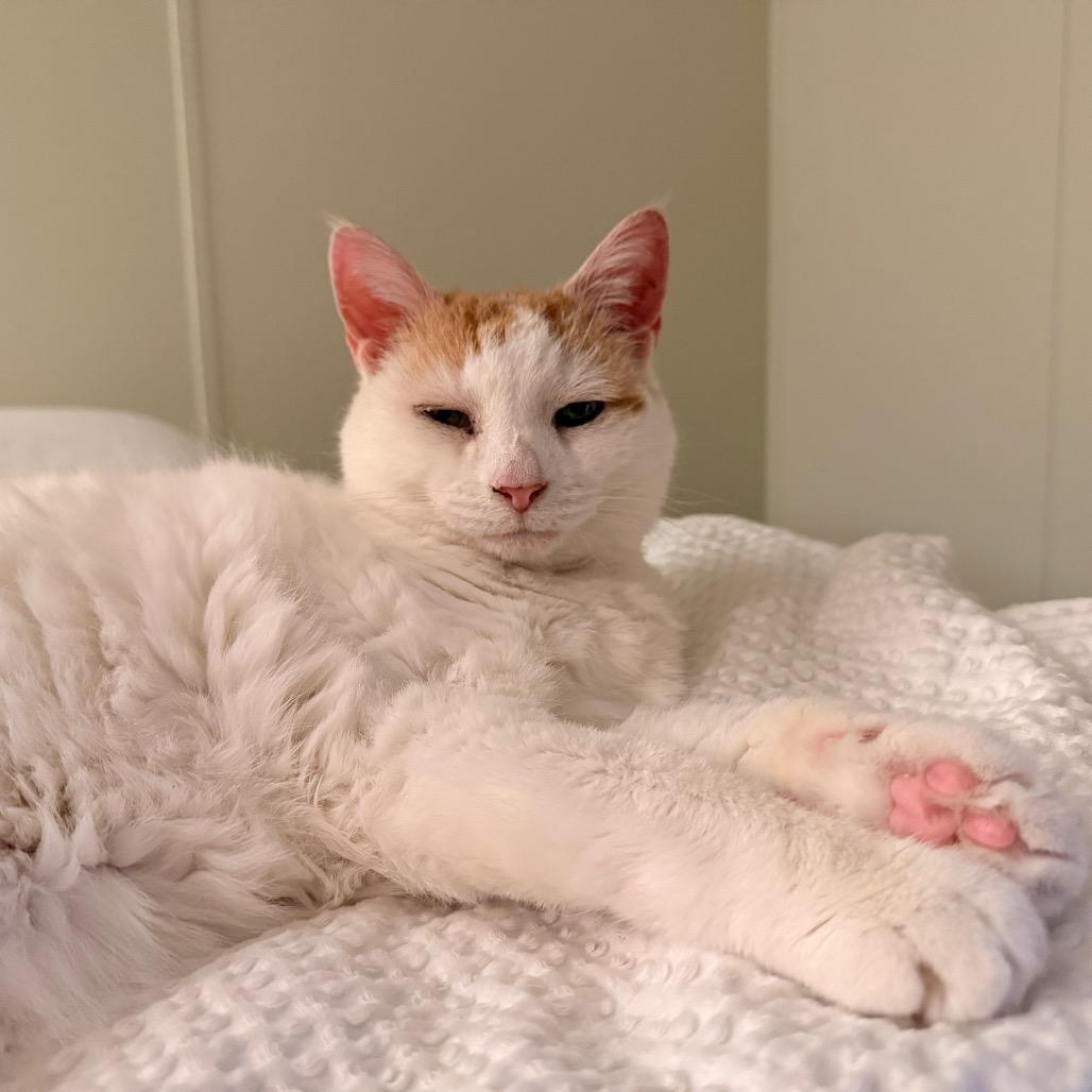 Enlarge Kit, a Adoptable Domestic Short Hair in East Smithfield , PA image 2/6