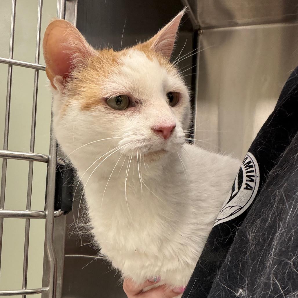 Enlarge Kit, a Adoptable Domestic Short Hair in East Smithfield , PA image 3/6