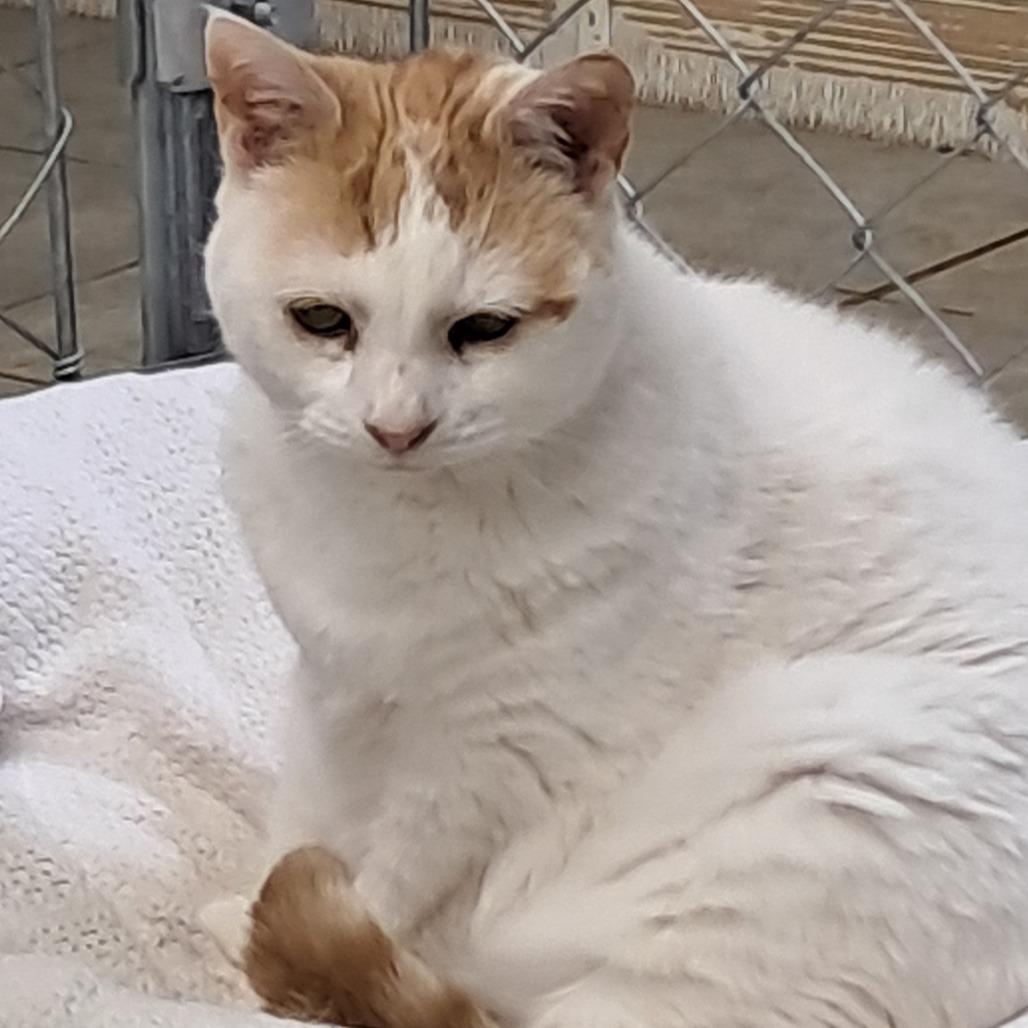 Enlarge Kit, a Adoptable Domestic Short Hair in East Smithfield , PA image 5/6