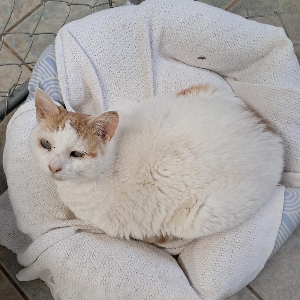 Enlarge Kit, a Adoptable Domestic Short Hair in East Smithfield , PA image 6/6