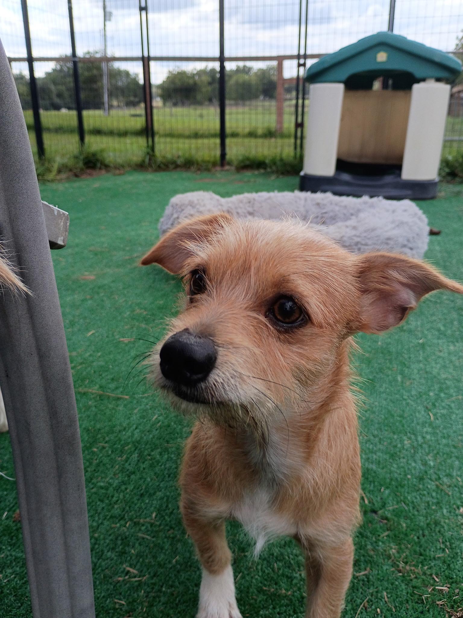 Enlarge Gage-Loves a good zoomie, a Adoptable mixed breed in Charlotte, NC image 2/6