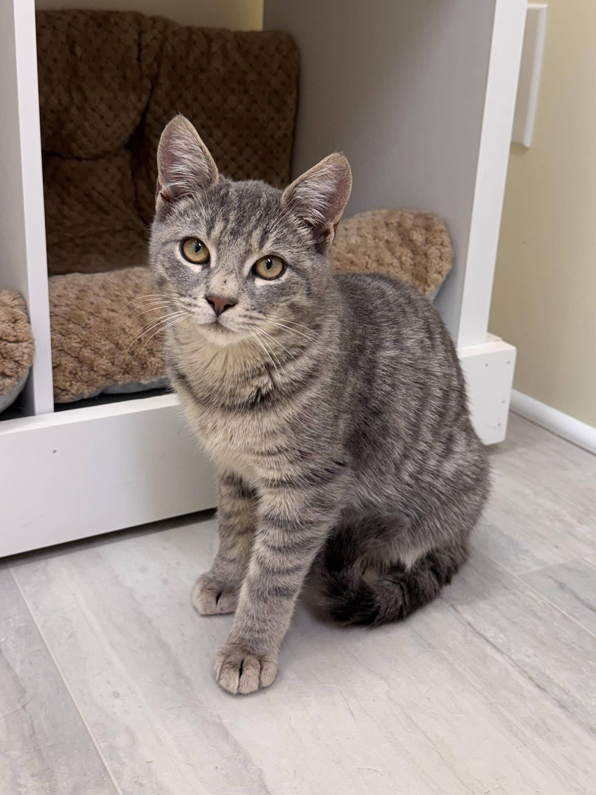 Sol, adopted, Kitten Female Tiger.