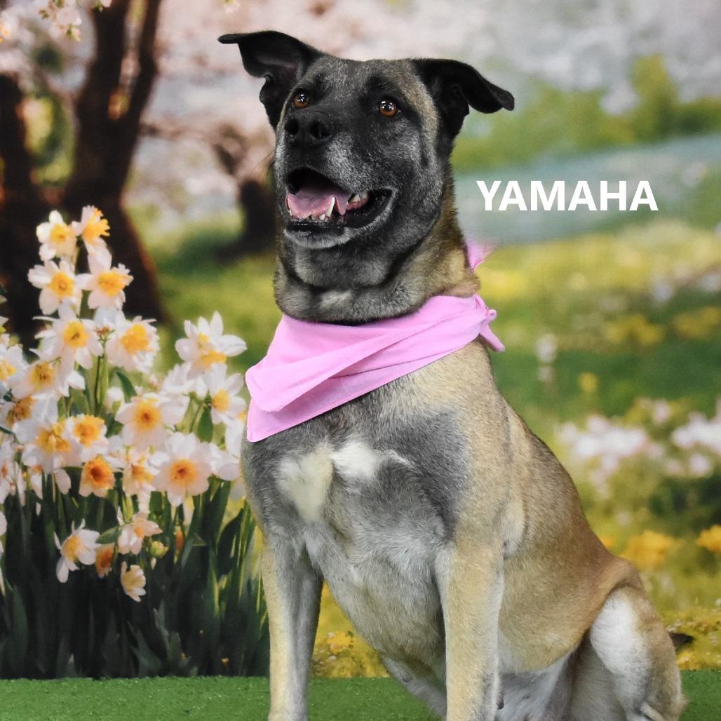 Yamaha, Adoptable, Adult Female Belgian Shepherd / Malinois & Mixed Breed.