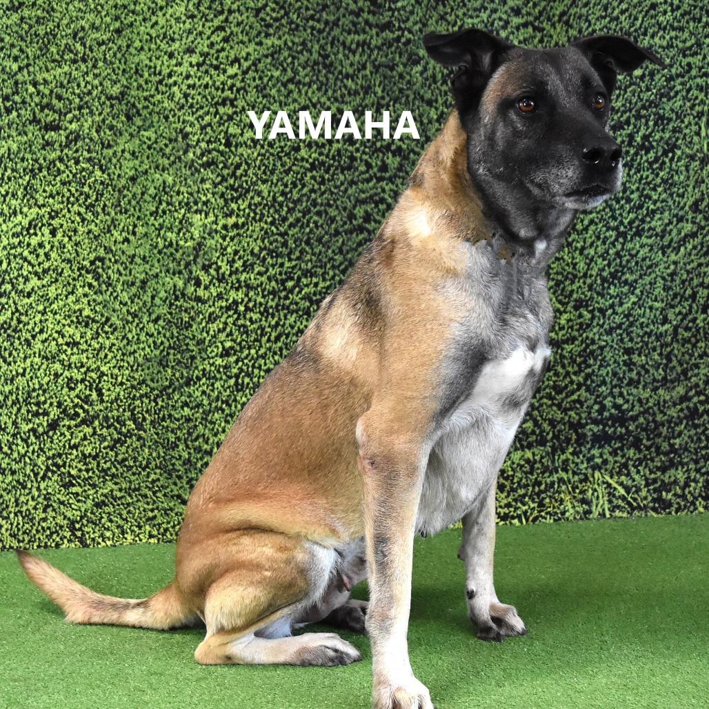 Enlarge Yamaha, a Adoptable mixed breed in Yuma, AZ image 2/5