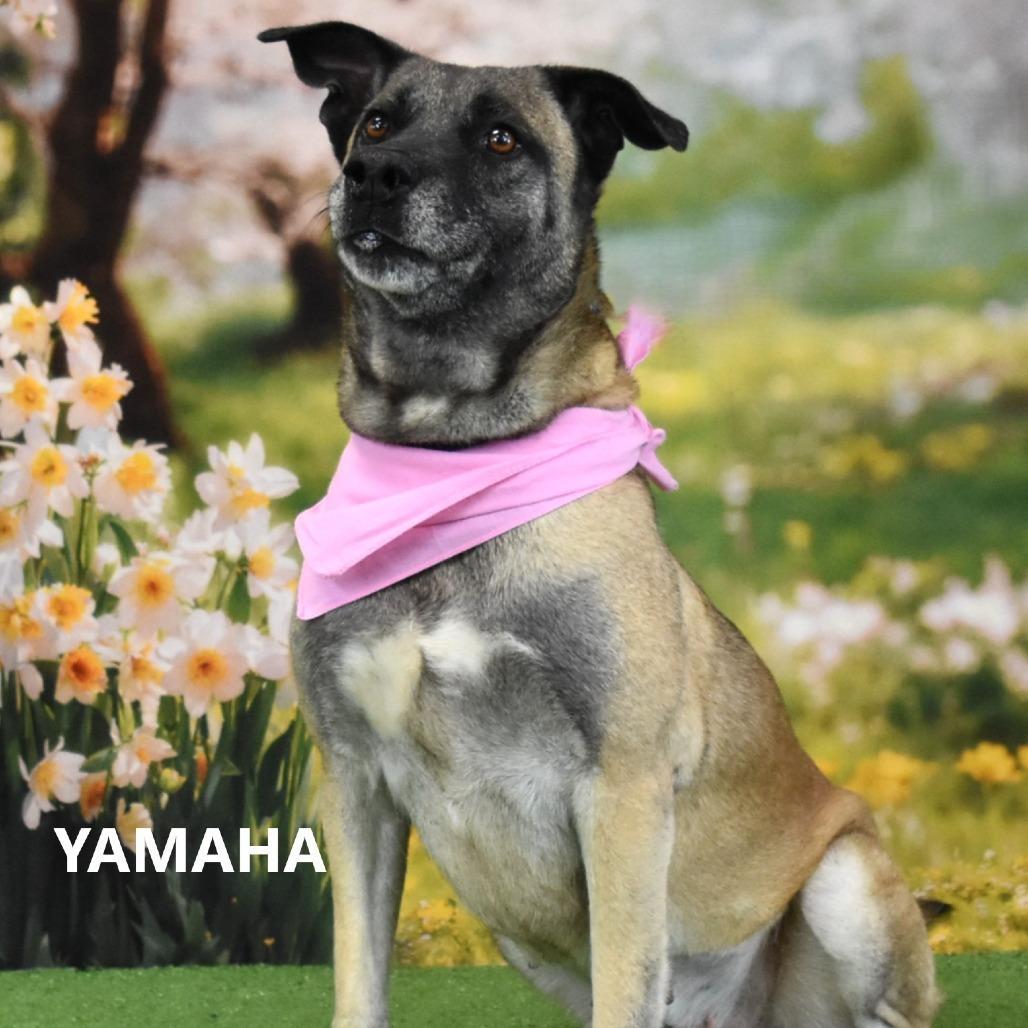 Enlarge Yamaha, a Adoptable mixed breed in Yuma, AZ image 3/5