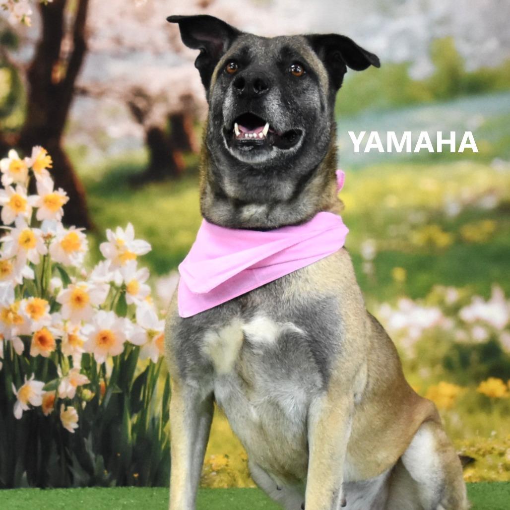 Enlarge Yamaha, a Adoptable mixed breed in Yuma, AZ image 4/5