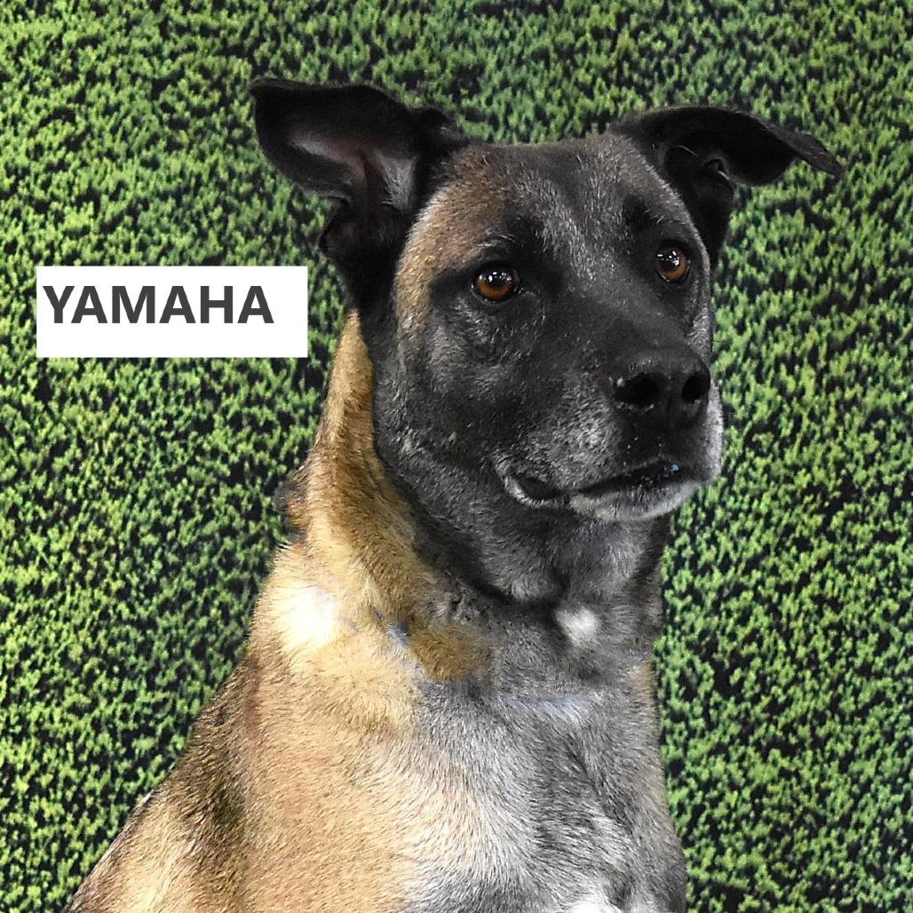 Enlarge Yamaha, a Adoptable mixed breed in Yuma, AZ image 5/5