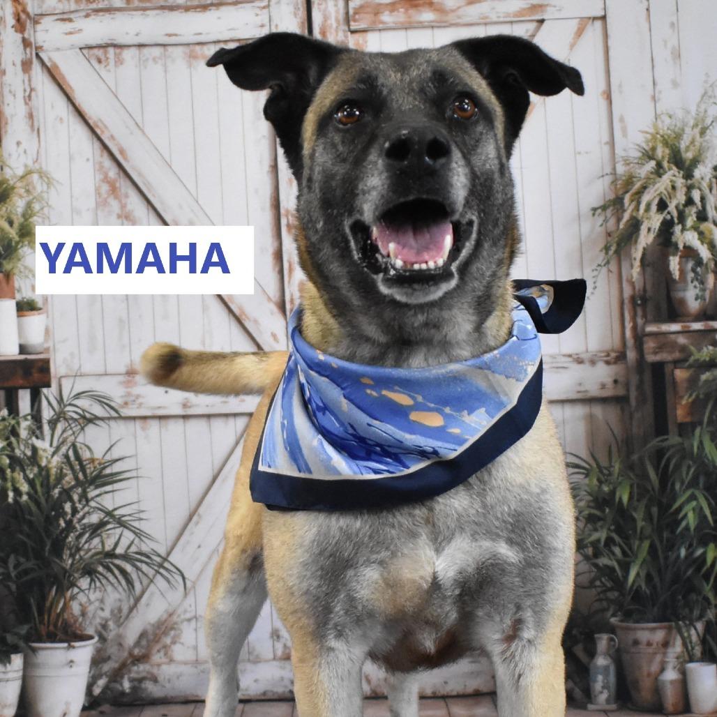 Yamaha, a Adoptable mixed breed in Yuma, AZ image 6/6