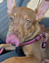 Whitney, a Adoptable mixed breed in Santa Clara, CA image 4/4