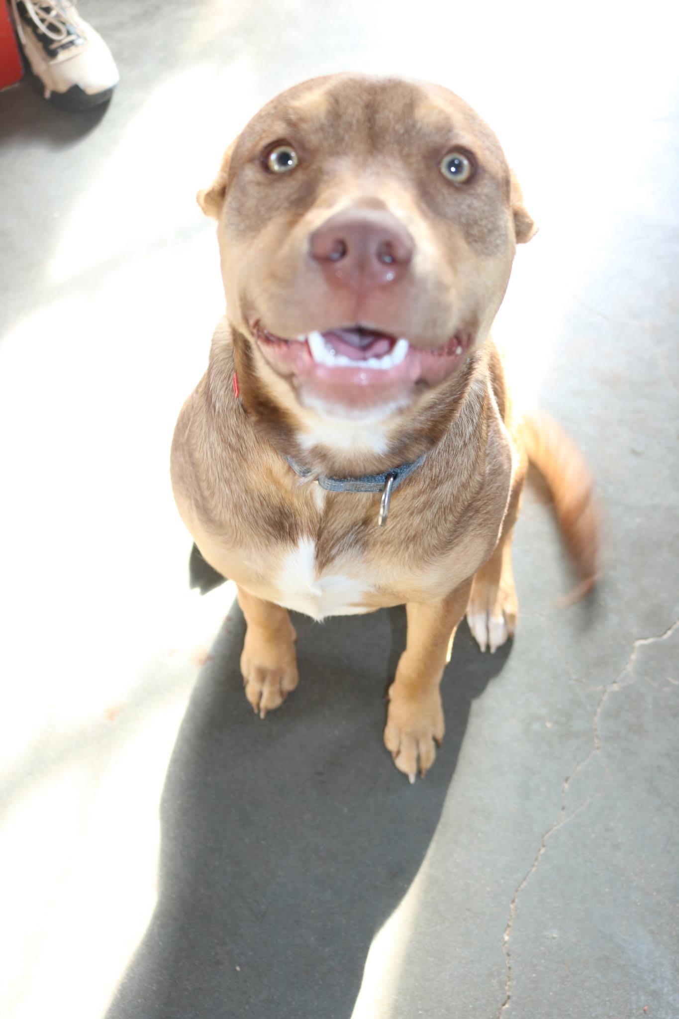 Enlarge Whitney, a Adoptable mixed breed in Santa Clara, CA image 1/6
