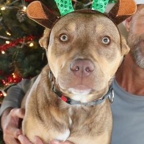 Enlarge Whitney, a Adoptable mixed breed in Santa Clara, CA image 2/6