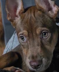 Whitney, a Adoptable mixed breed in Santa Clara, CA image 1/4