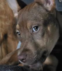 Whitney, a Adoptable mixed breed in Santa Clara, CA image 3/4