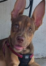 Whitney, a Adoptable mixed breed in Santa Clara, CA image 2/4