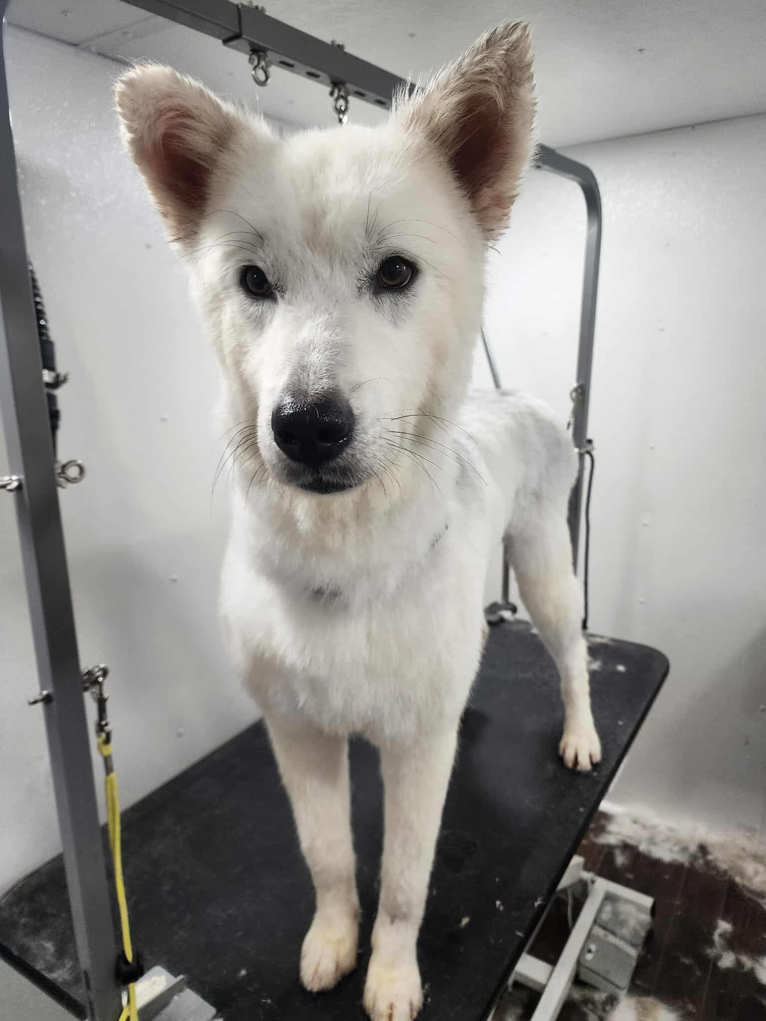 LEVI, an adoptable Samoyed, Siberian Husky in Fosters, AL, 35463 | Photo Image 5
