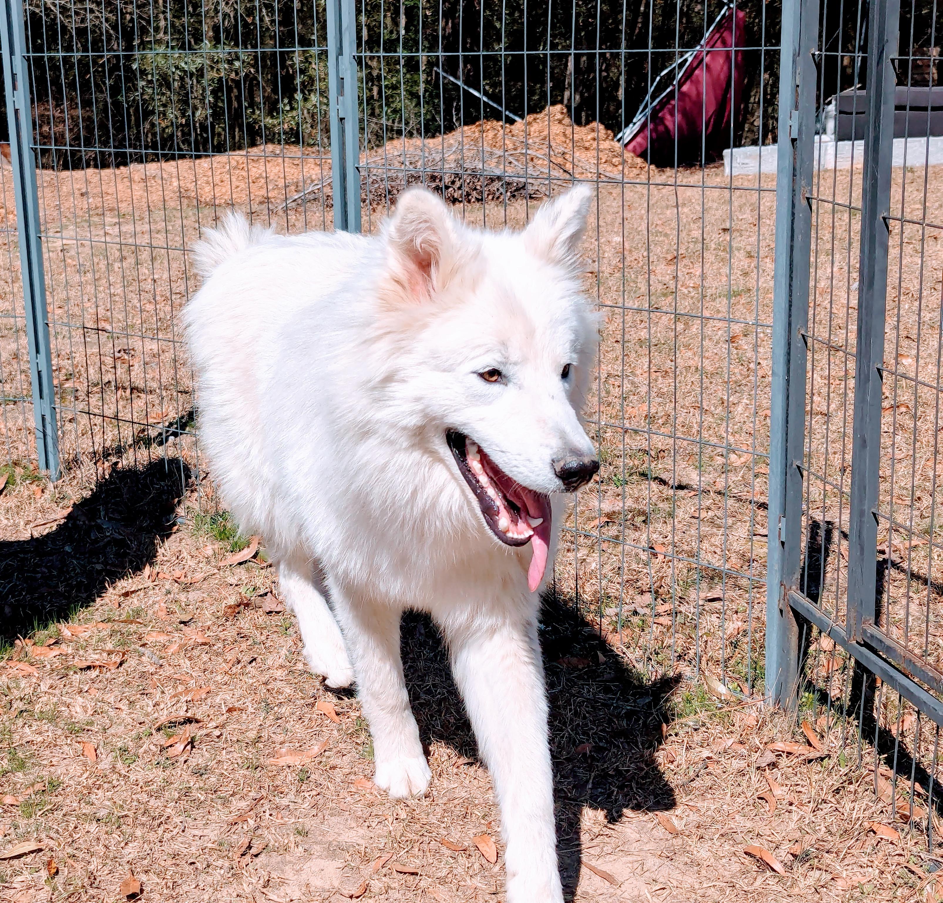 LEVI, an adoptable Samoyed, Siberian Husky in Fosters, AL, 35463 | Photo Image 4