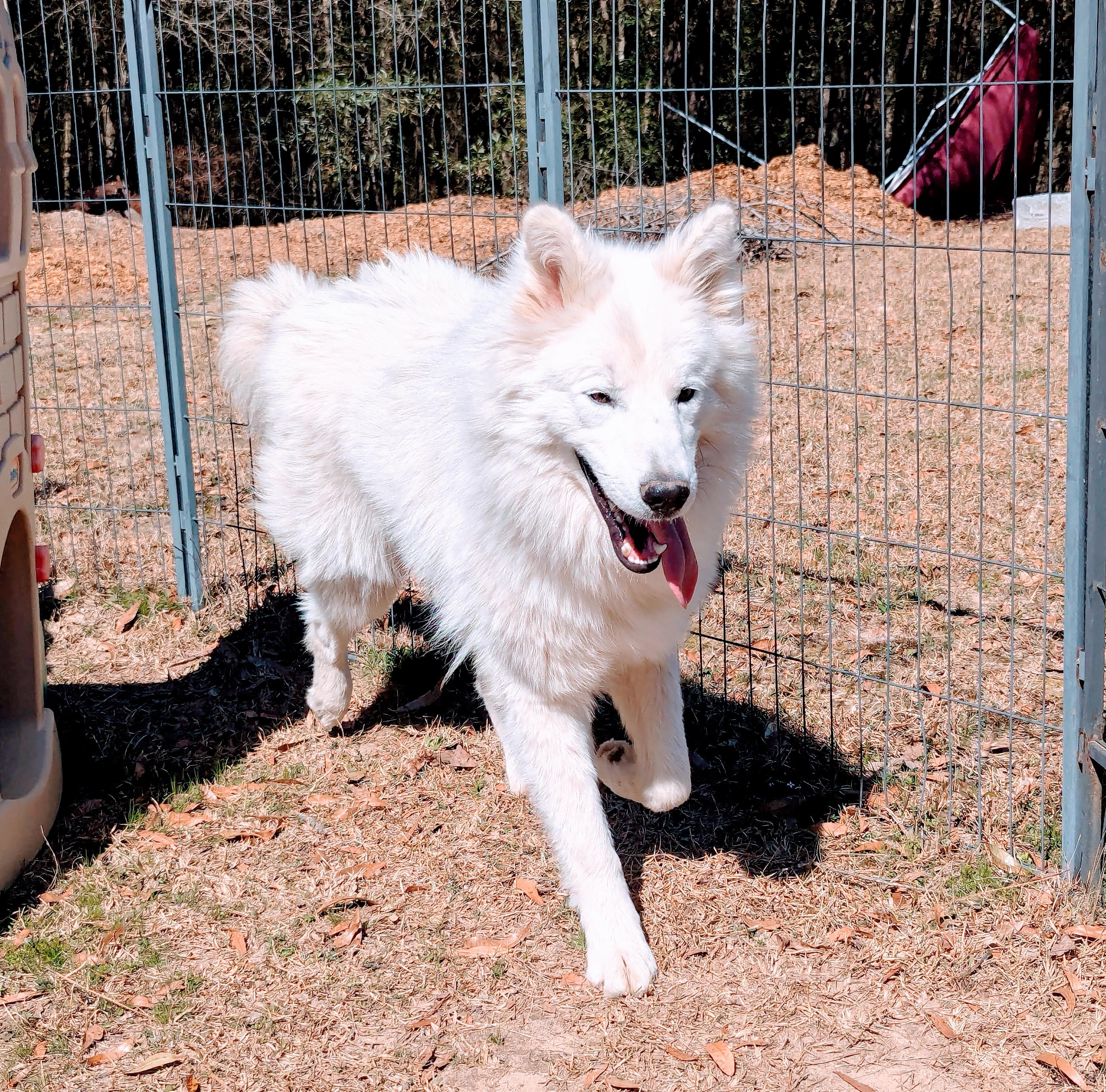 LEVI, an adoptable Samoyed, Siberian Husky in Fosters, AL, 35463 | Photo Image 2