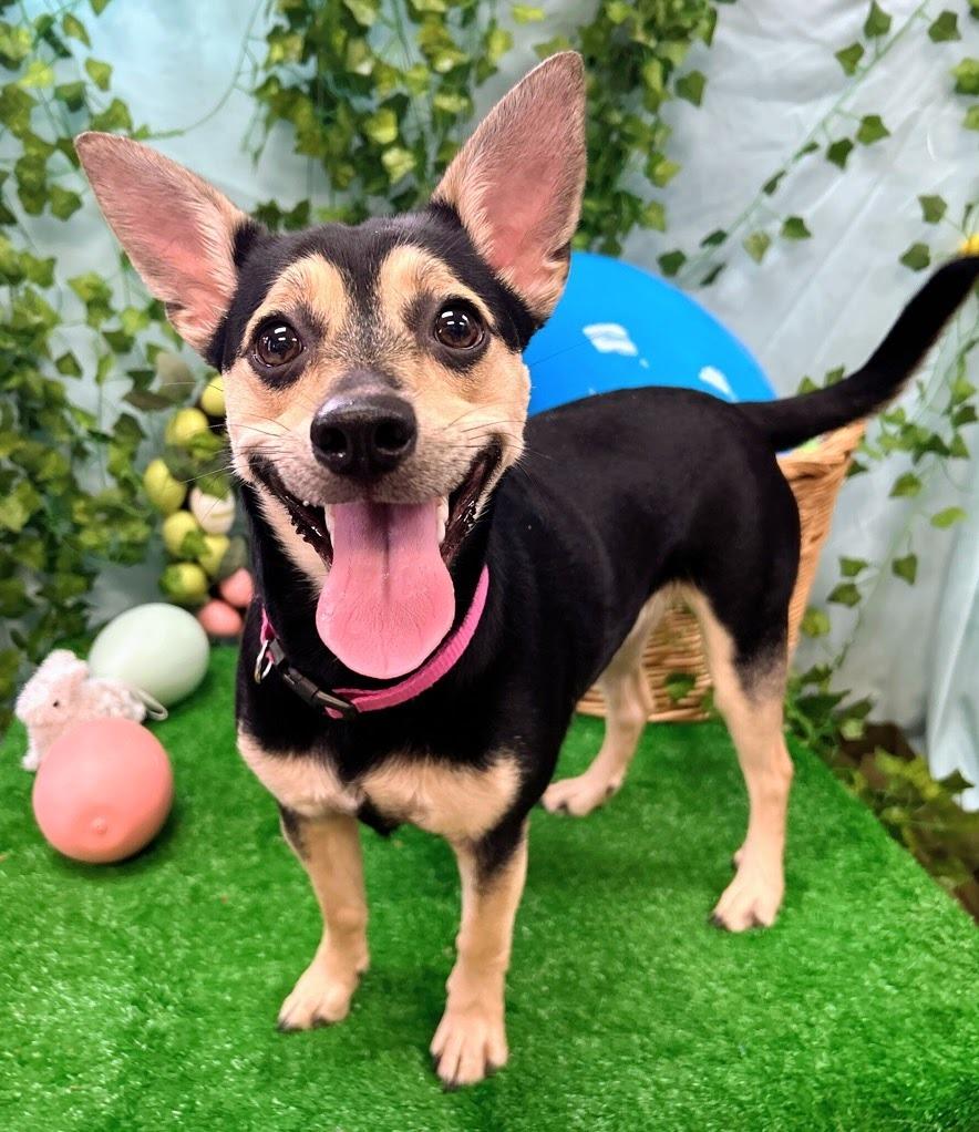 Enlarge Sugar, a Adoptable mixed breed in Bryant, AR image 1/6