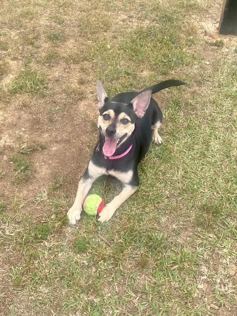 Enlarge Sugar, a Adoptable mixed breed in Bryant, AR image 2/6